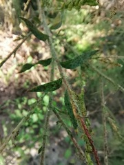 Oenothera curtiflora