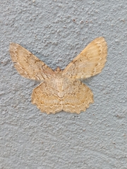 Epimecis