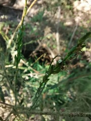 Oenothera curtiflora