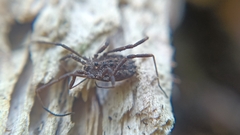 Homalenotus quadridentatus