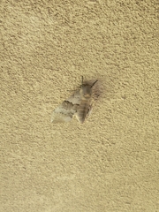 Pachysphinx occidentalis