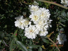 Rosa banksiae