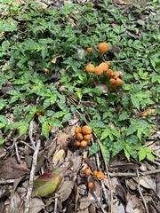 Marasmius vagus