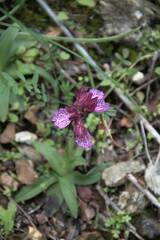 Anacamptis papilionacea