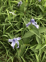 Clematis integrifolia