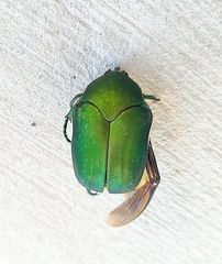 Cotinis mutabilis typica