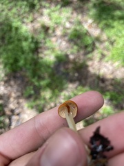 Marasmius vagus