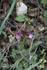 Anacamptis papilionacea