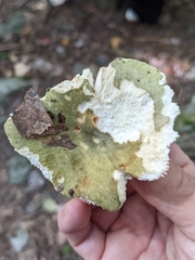 Virescentinae