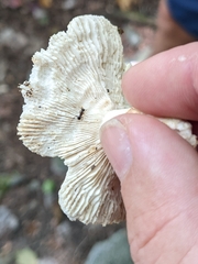 Virescentinae