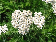 Achillea millefolium