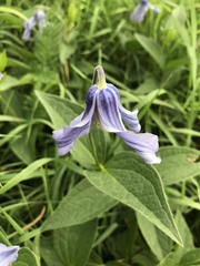 Clematis integrifolia
