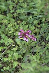 Anacamptis papilionacea
