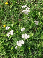 Achillea millefolium