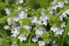 Veronica filiformis