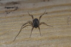 Oligolophinae