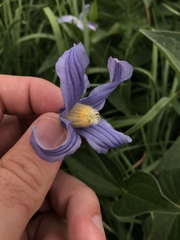 Clematis integrifolia