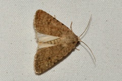 Caradrina