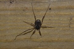 Oligolophinae