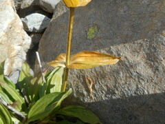 Gentiana punctata