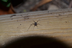Oligolophinae