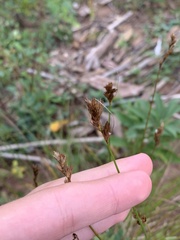 Carex scoparia