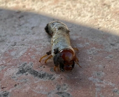 Scarabaeidae