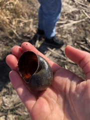 Pomacea canaliculata
