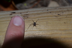 Oligolophinae