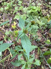 Bidens tripartita