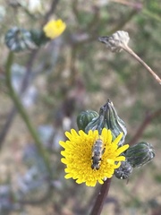 Chalcosyrphus nemorum