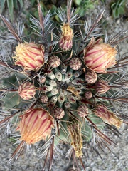 Ferocactus townsendianus