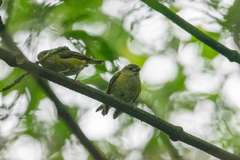 Euphonia hirundinacea