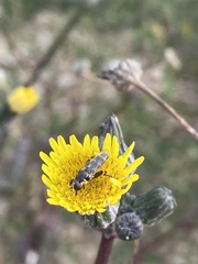 Chalcosyrphus nemorum