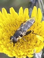 Chalcosyrphus nemorum