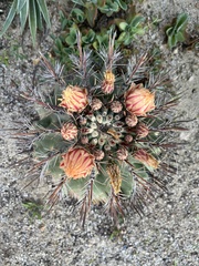 Ferocactus townsendianus