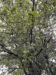 Populus trichocarpa