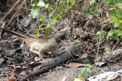 Pterorhinus perspicillatus