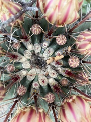 Ferocactus townsendianus