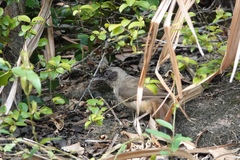 Pterorhinus perspicillatus