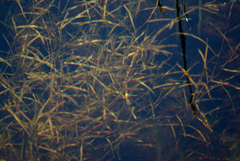 Potamogeton zosteriformis