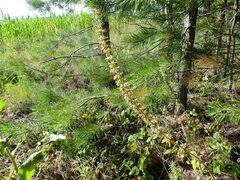Dracocephalum thymiflorum
