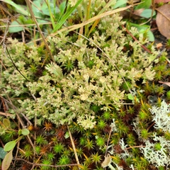 Cladonia multiformis