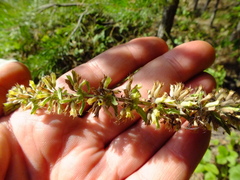 Dracocephalum thymiflorum