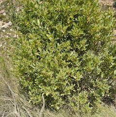 Searsia lucida