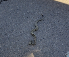 Crotalus ornatus