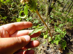Dracocephalum thymiflorum