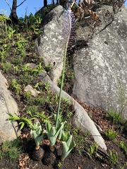 Merwilla plumbea