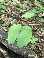 Jeffersonia diphylla