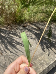 Paspalum setaceum